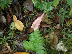 Blechnum occidentale