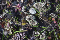 Riccia beyrichiana