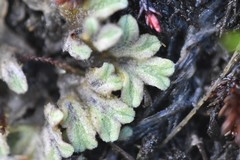 Riccia beyrichiana