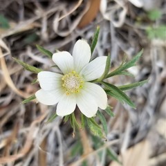Anemone okennonii