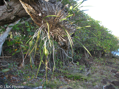 Brassavola cucullata, photograph 6