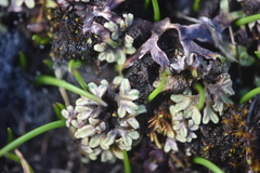 Riccia beyrichiana