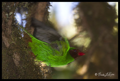 Chlorornis riefferii