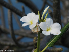 Plumeria alba