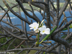 Plumeria alba