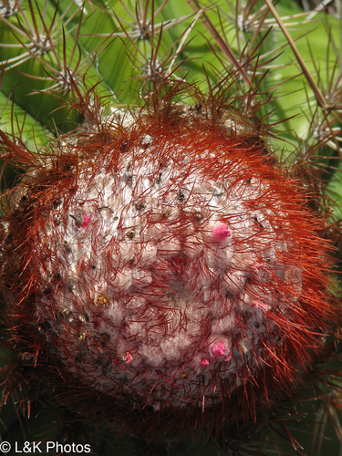 Melocactus intortus