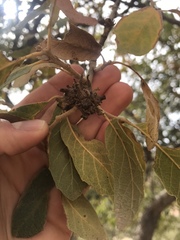 Disholcaspis pedunculoides