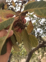 Disholcaspis pedunculoides