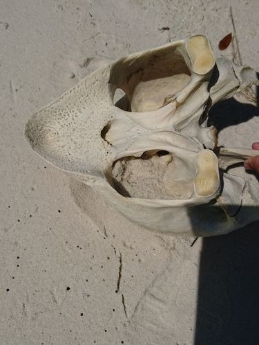 Loggerhead Sea Turtle photographed in Mississippi