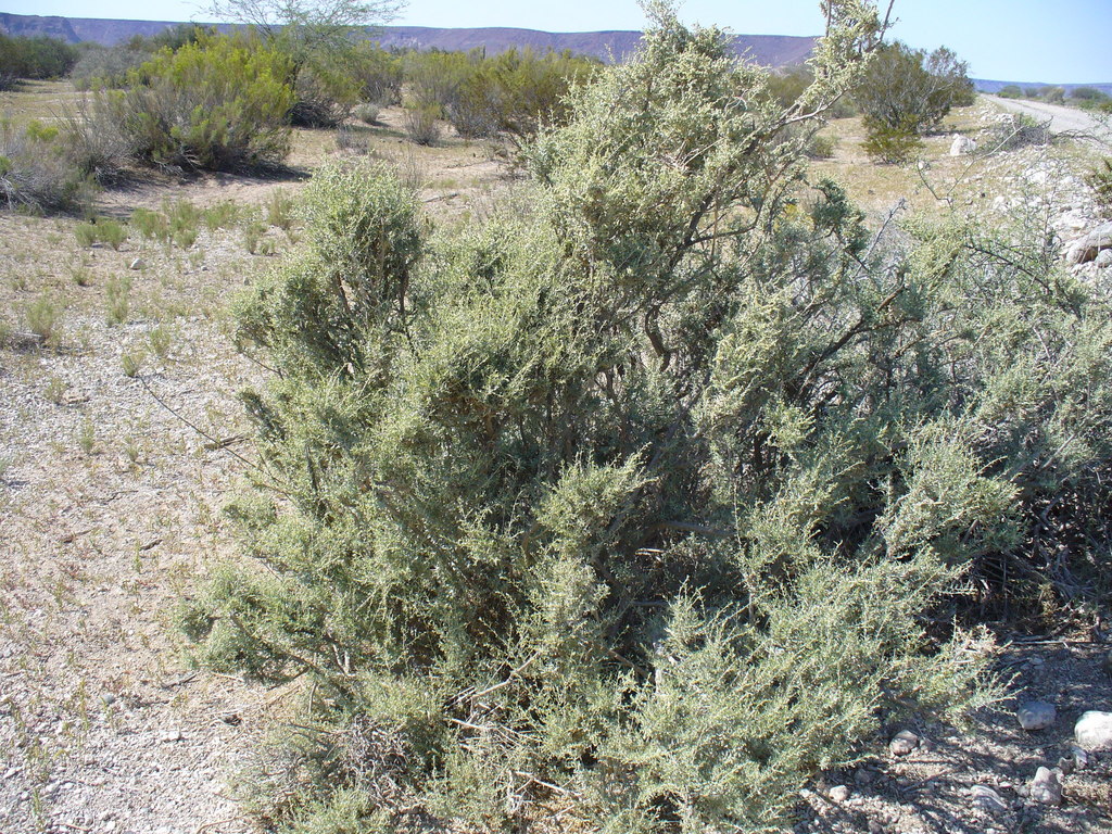 Atriplex canescens canescens from Mulegé, B.C.S., México on October 19 ...