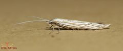 Coleophora pennella