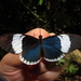 Mariposa de Alas Largas Blanquiazul - Photo (c) Lepidoptera Colombiana, algunos derechos reservados (CC BY-NC), subido por Lepidoptera Colombiana