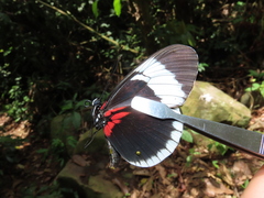 Heliconius sapho sapho