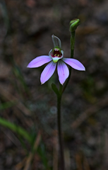 Caladenia variegata