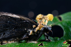 Akanthomyces tuberculatus