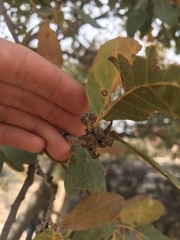 Disholcaspis pedunculoides