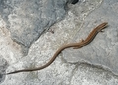 Gerrhonotus liocephalus