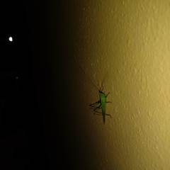 Conocephalus longipes