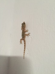 Tarentola angustimentalis