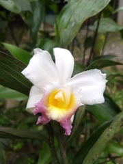 Sobralia ecuadorana