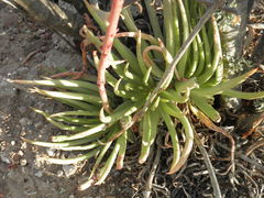 Dudleya albiflora