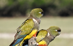 Cyanoliseus patagonus