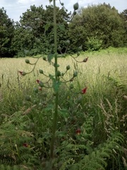 Scrophularia scorodonia