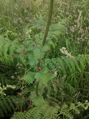 Scrophularia scorodonia