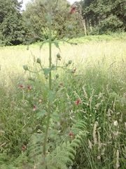 Scrophularia scorodonia