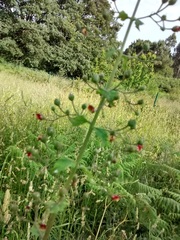 Scrophularia scorodonia