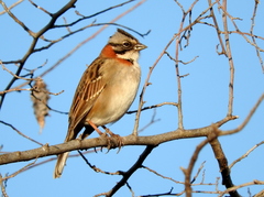 Zonotrichia capensis