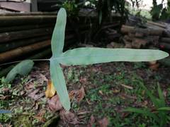 Phlebodium pseudoaureum