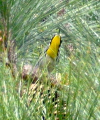Setophaga dominica image