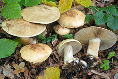 Cortinarius flavovirens