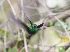 Chalybura buffonii