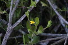 Osteospermum ciliatum