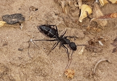 Camponotus morosus