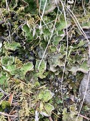 Peltigera leucophlebia