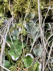 Peltigera leucophlebia