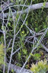 Osteospermum ciliatum