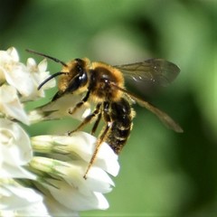 Andrena hilaris