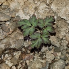 Anemone okennonii