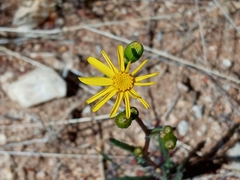 Senecio californicus