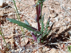 Senecio californicus
