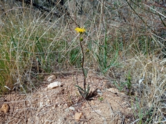 Senecio californicus