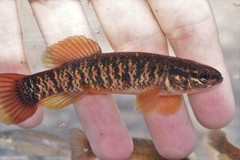 Central Mudminnow photo 3