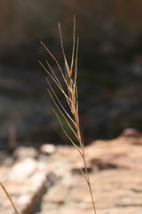 Festuca muralis