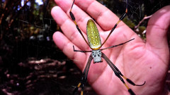 Trichonephila clavipes