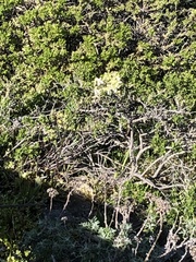 Erysimum franciscanum