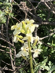 Erysimum franciscanum